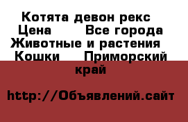 Котята девон рекс › Цена ­ 1 - Все города Животные и растения » Кошки   . Приморский край